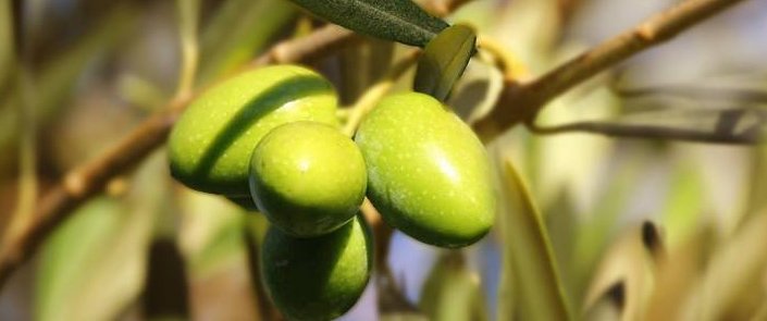 Huile d'olive de la Vernède